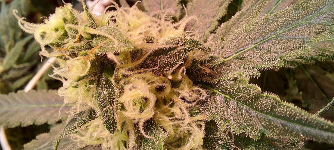 Sativa Lover - "The Classics". Week 13 - Jack Herer