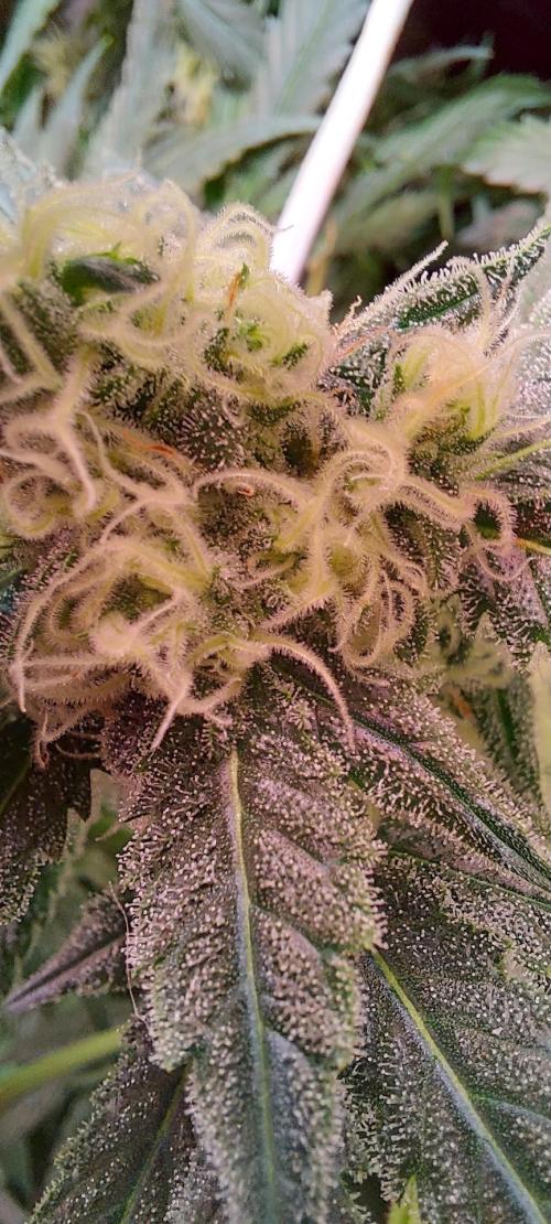 Sativa Lover - "The Classics". Week 13 - Jack Herer