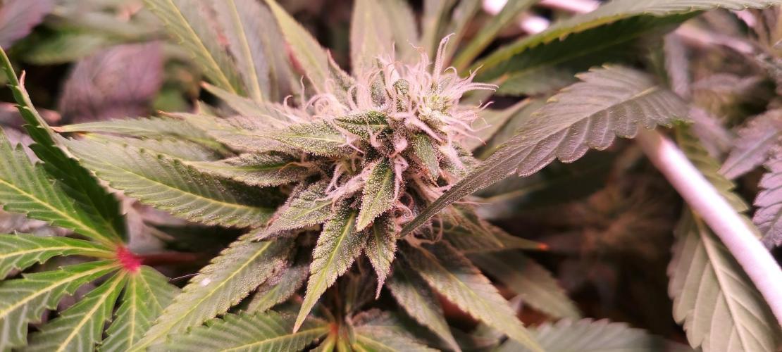 Sativa Lover - "The Classics". Week 13 - Lemon Skunk