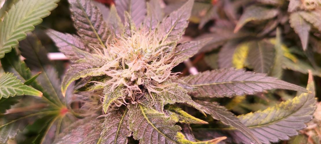 Sativa Lover - "The Classics". Week 13 - Acapulco Gold