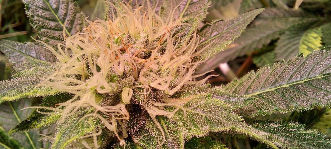 Sativa Lover - "The Classics". Week 13 - Acapulco Gold