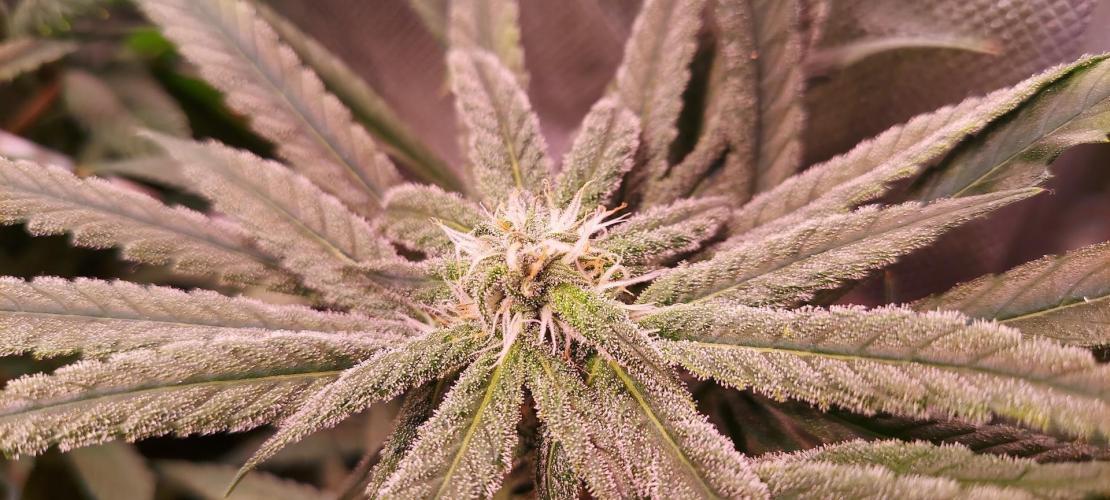 Sativa Lover - "The Classics". Week 13 - Blue Dream