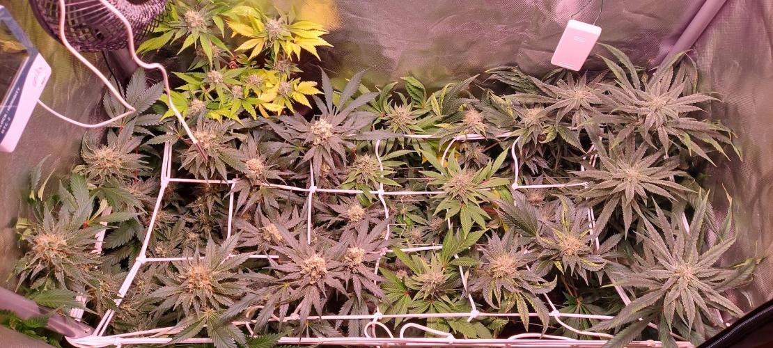 Sativa Lover - "The Classics". Week 14