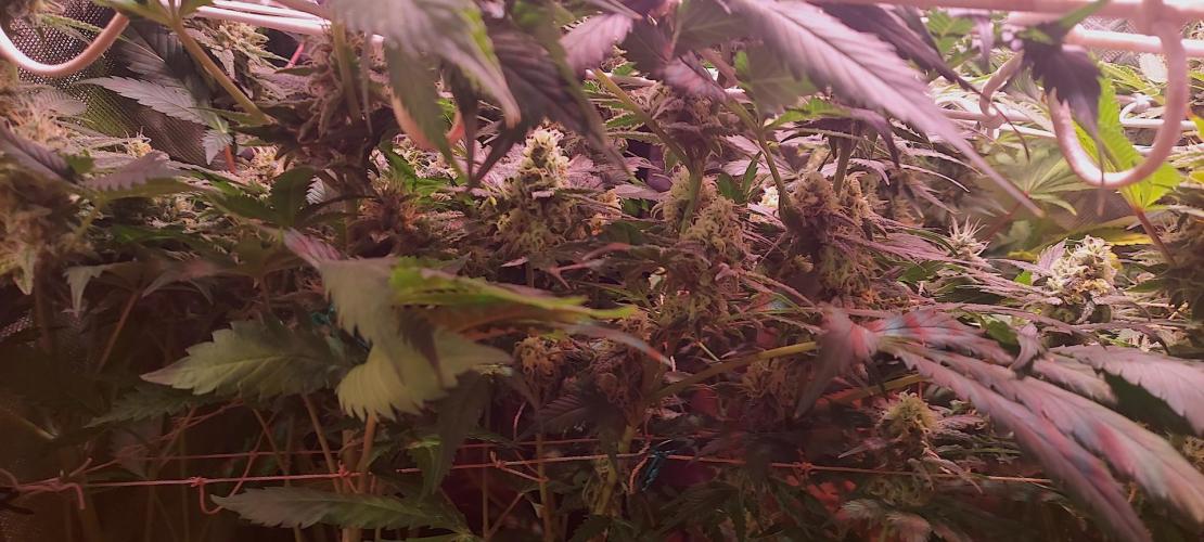 Sativa Lover - "The Classics". Week 14