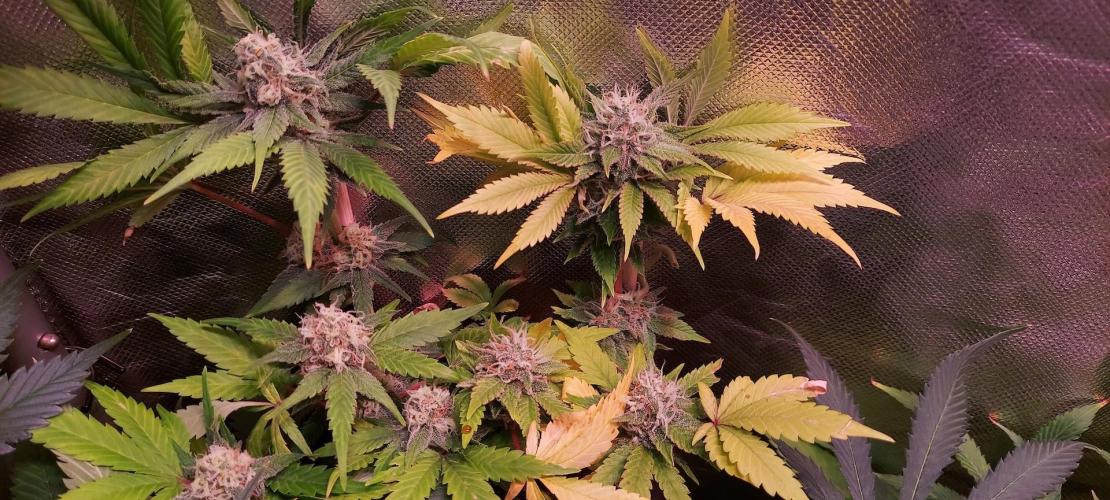 Sativa Lover - "The Classics". Week 14 - Clones 2in1