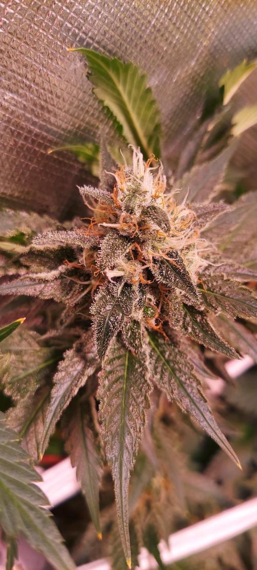 Sativa Lover - "The Classics". Week 14 - Diesel