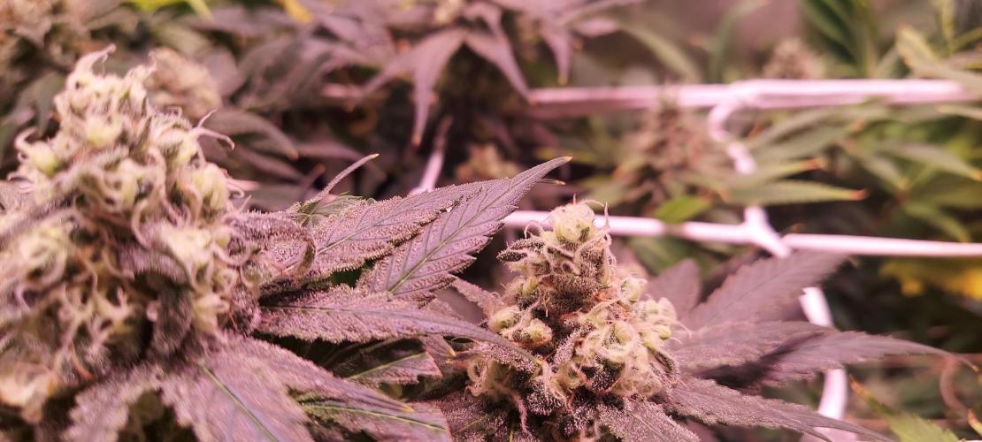 Sativa Lover - "The Classics". Week 14 - Jack Herer