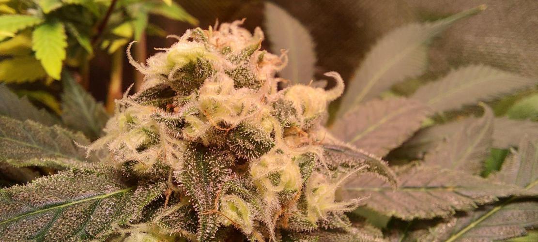 Sativa Lover - "The Classics". Week 14 - Jack Herer