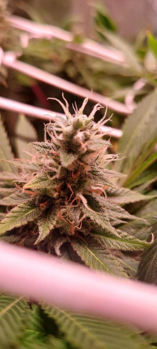 Sativa Lover - "The Classics". Week 14 - Lemon Skunk