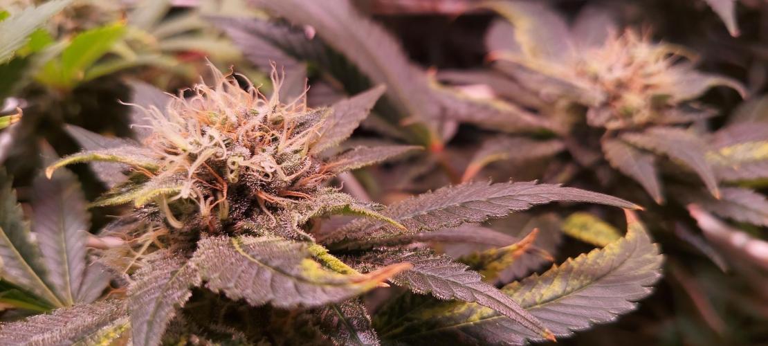 Sativa Lover - "The Classics". Week 14 - Acapulco Gold