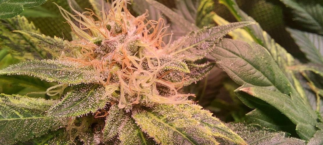 Sativa Lover - "The Classics". Week 14 - Acapulco Gold