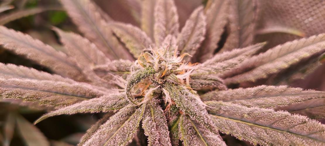 Sativa Lover - "The Classics". Week 14 - Blue Dream