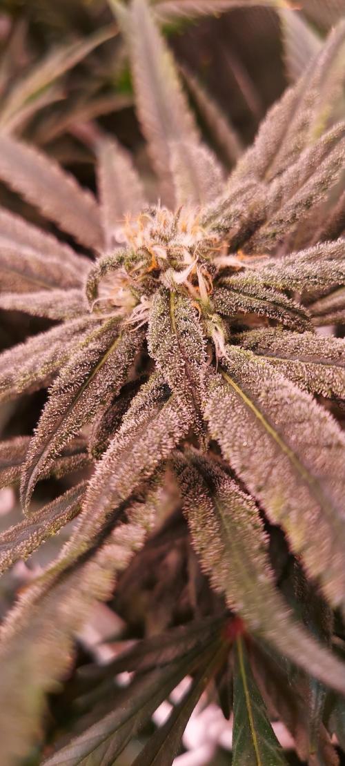 Sativa Lover - "The Classics". Week 14 - Blue Dream