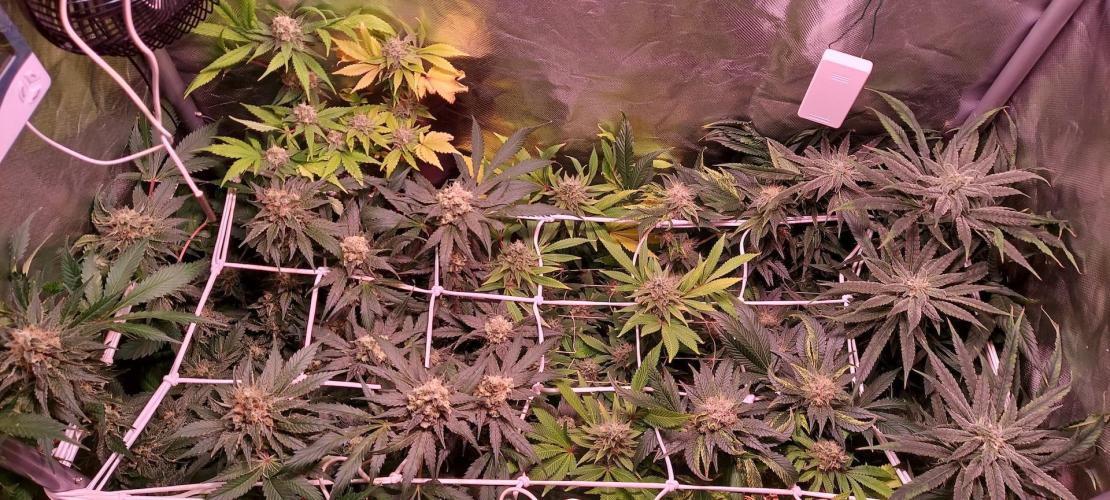 Sativa Lover - "The Classics". Week 15