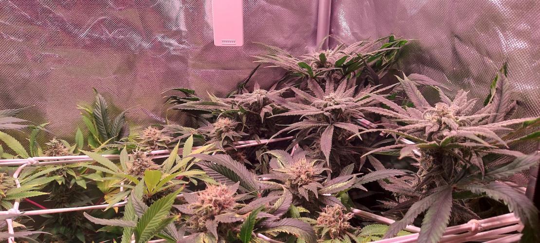 Sativa Lover - "The Classics". Week 15