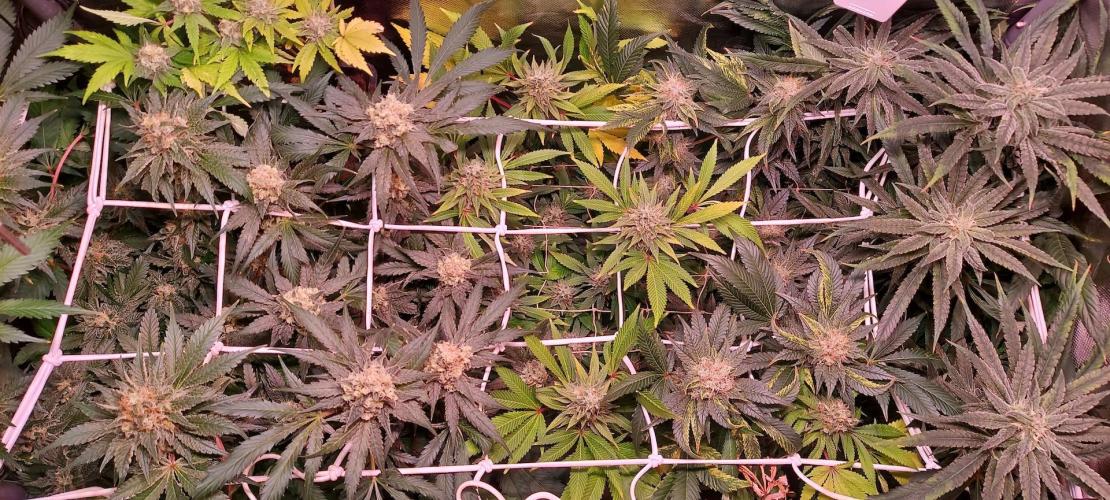 Sativa Lover - "The Classics". Week 15