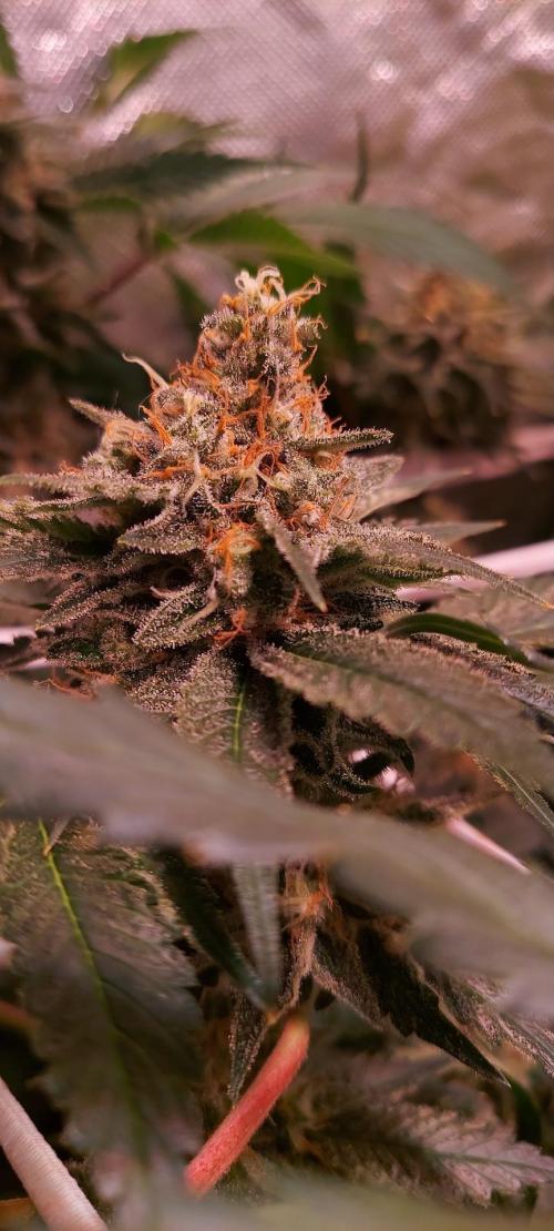 Sativa Lover - "The Classics". Week 15 - Diesel