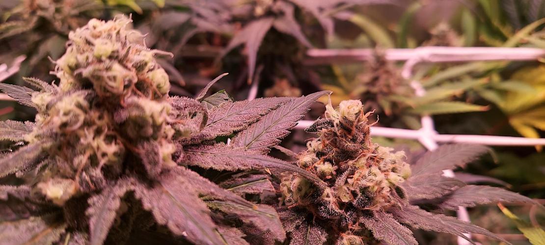 Sativa Lover - "The Classics". Week 15 - Jack Herer