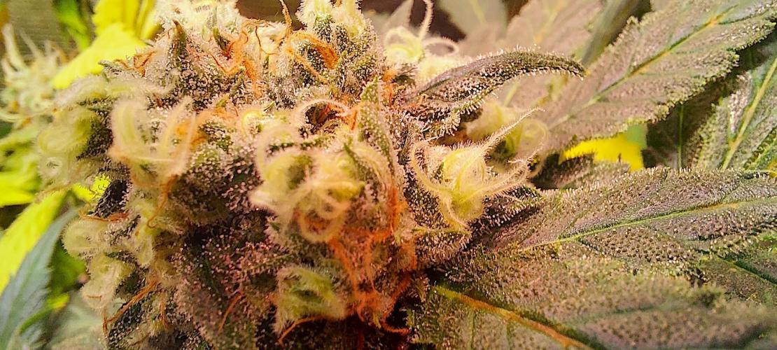 Sativa Lover - "The Classics". Week 15 - Jack Herer