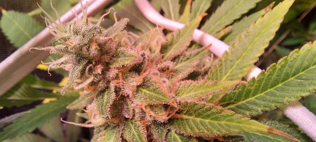 Sativa Lover - "The Classics". Week 15 - Lemon Skunk