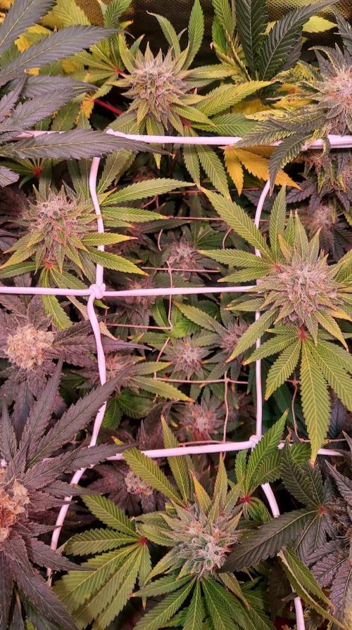 Sativa Lover - "The Classics". Week 15 - Lemon Skunk