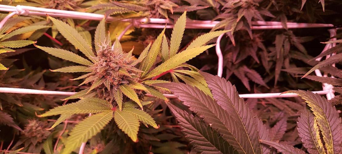 Sativa Lover - "The Classics". Week 15 - Lemon Skunk