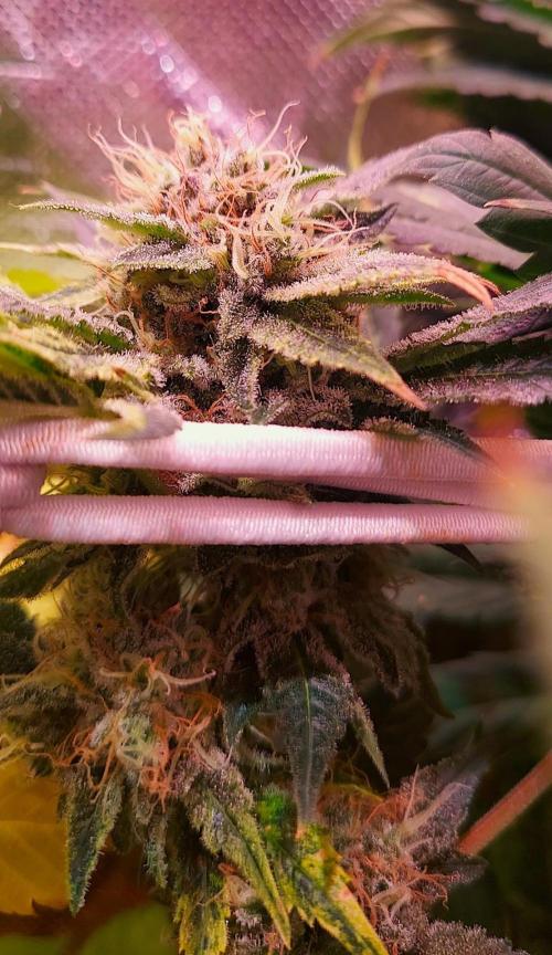 Sativa Lover - "The Classics". Week 15 - Acapulco Gold