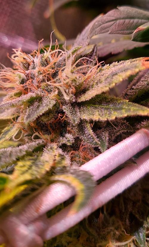 Sativa Lover - "The Classics". Week 15 - Acapulco Gold