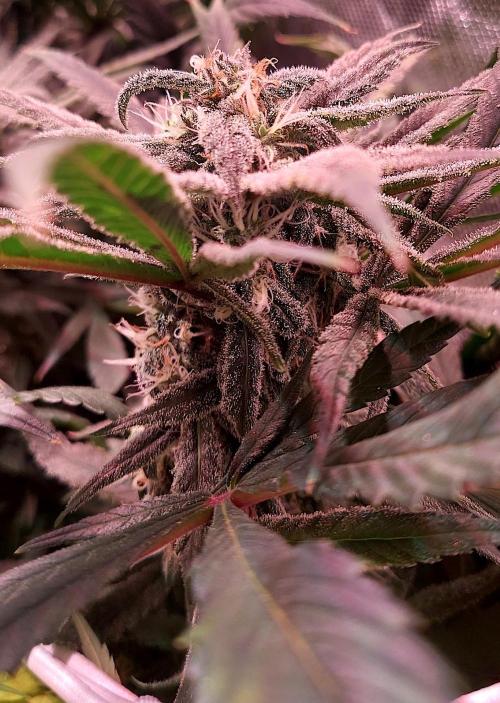 Sativa Lover - "The Classics". Week 15 - Blue Dream