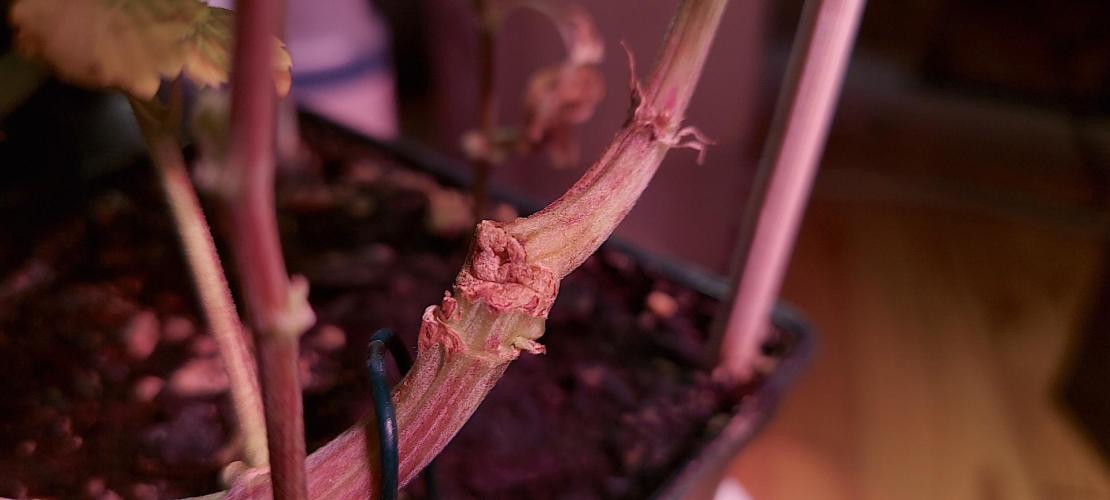 Sativa Lover - "The Classics". Week 15 - The broken clone has recovered and is doing well.