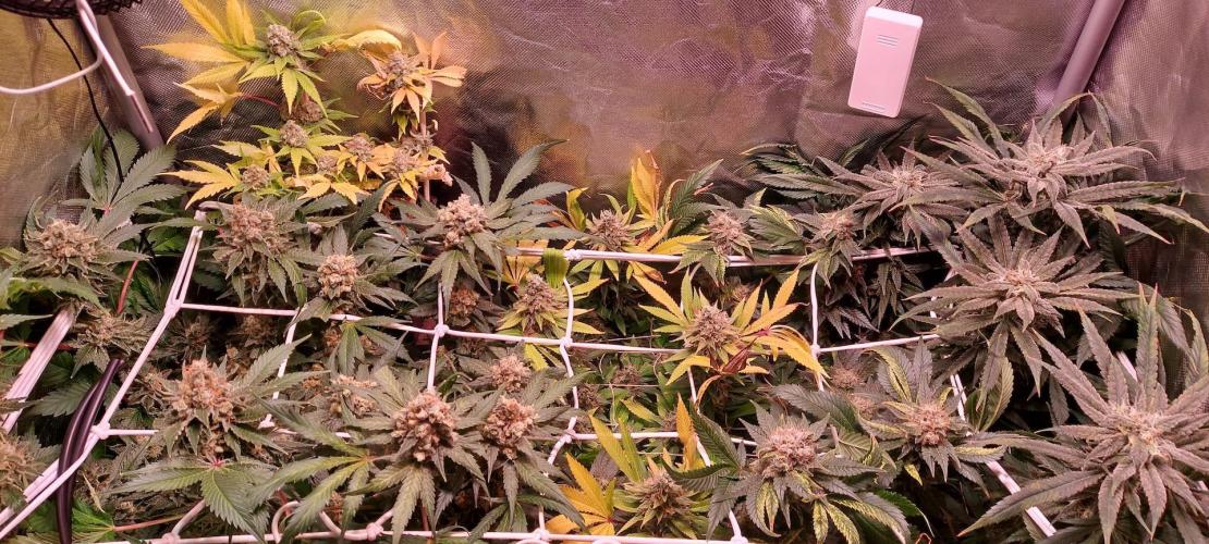 Sativa Lover - "The Classics". Week 16