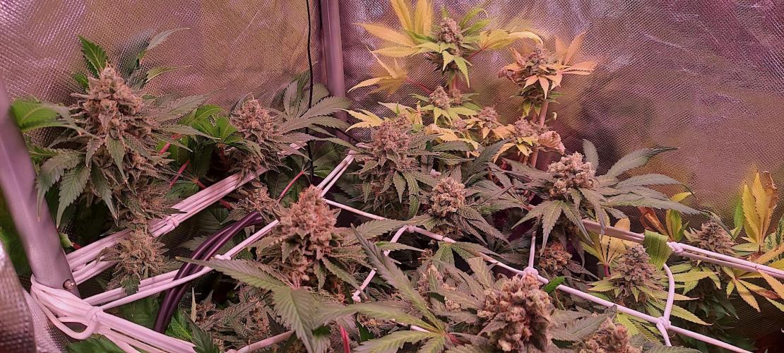 Sativa Lover - "The Classics". Week 16