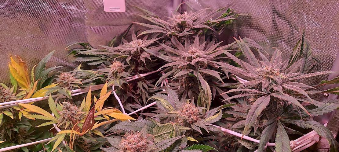 Sativa Lover - "The Classics". Week 16