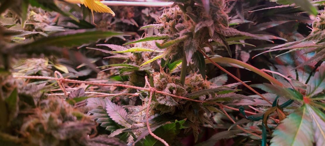 Sativa Lover - "The Classics". Week 16