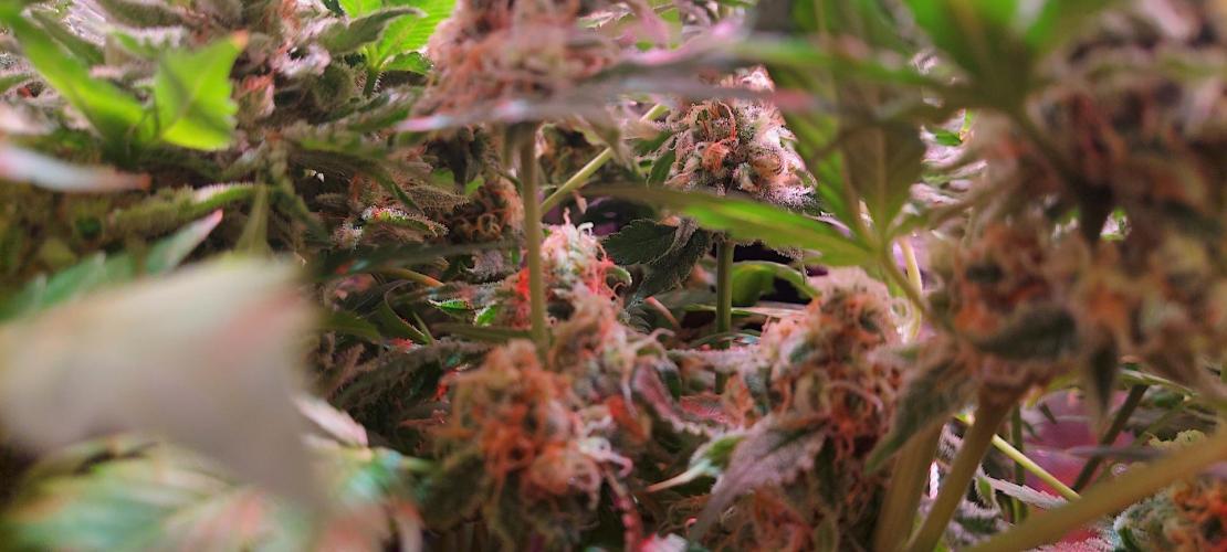 Sativa Lover - "The Classics". Week 16