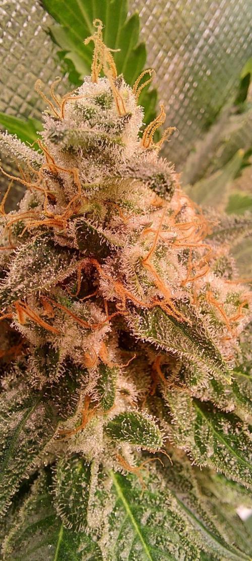 Sativa Lover - "The Classics". Week 16 - Diesel