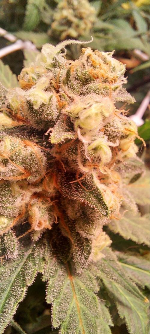 Sativa Lover - "The Classics". Week 16 - Jack Herer