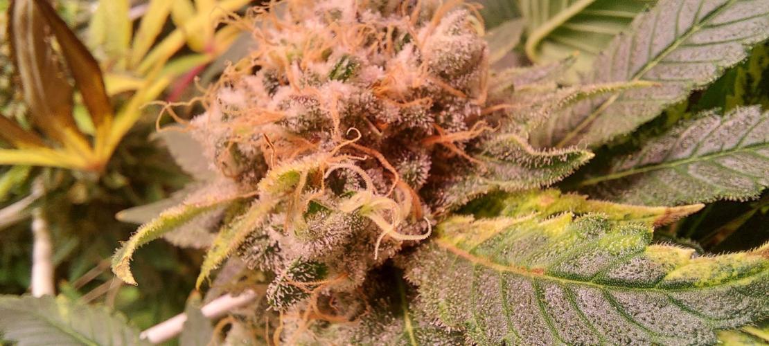 Sativa Lover - "The Classics". Week 16 - Acapulco Gold