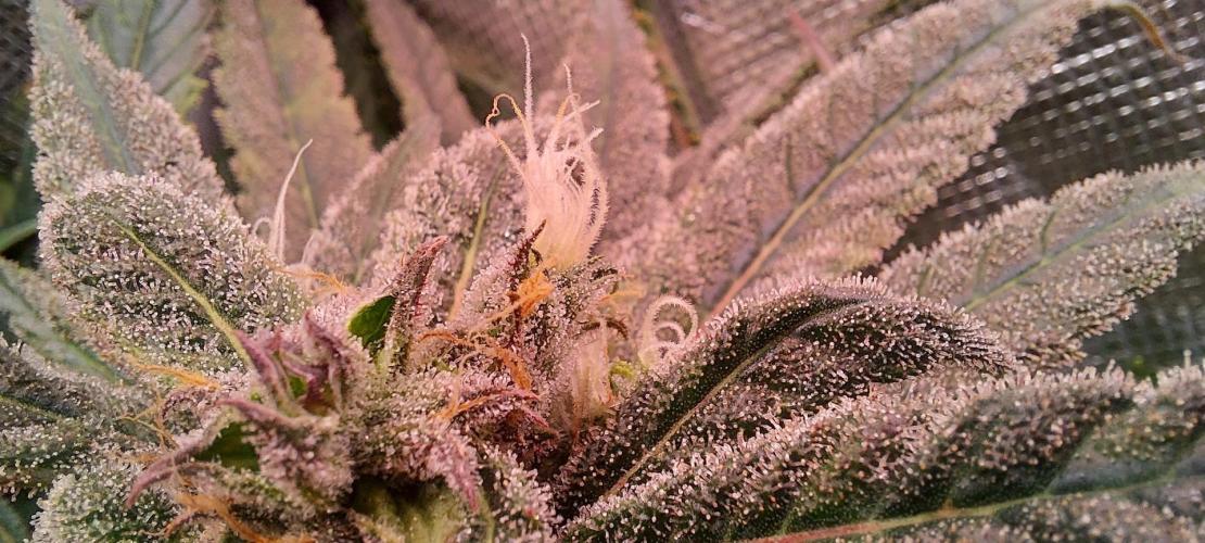 Sativa Lover - "The Classics". Week 16 - Blue Dream