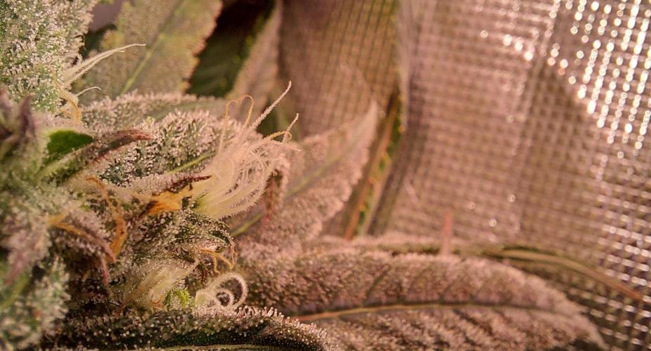 Sativa Lover - "The Classics". Week 16 - Blue Dream