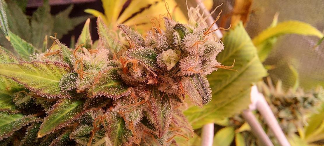 Sativa Lover - "The Classics". Week 16 - Lemon Skunk