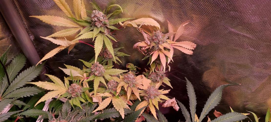 Sativa Lover - "The Classics". Week 16 - 2 clones in one 1L pot