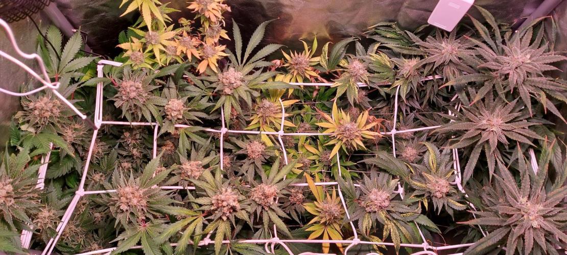 Sativa Lover - "The Classics". Week 17