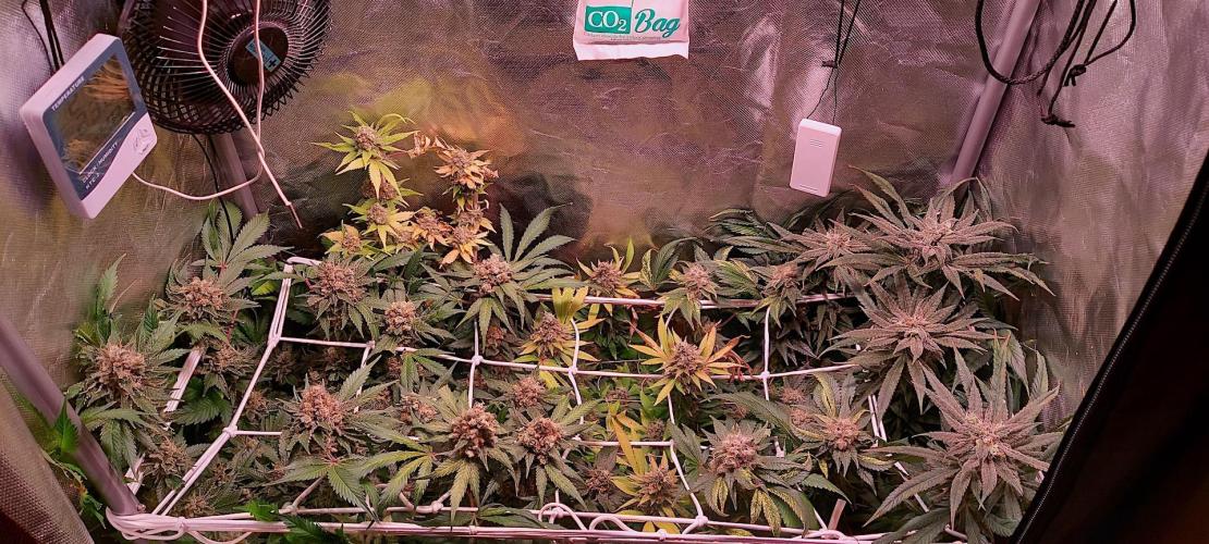 Sativa Lover - "The Classics". Week 17