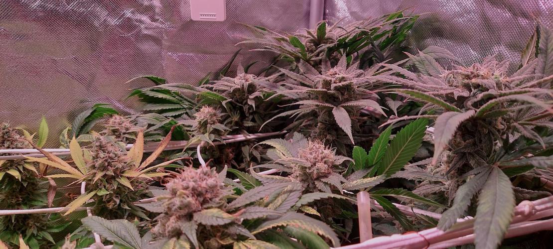 Sativa Lover - "The Classics". Week 17 - Blue Dream