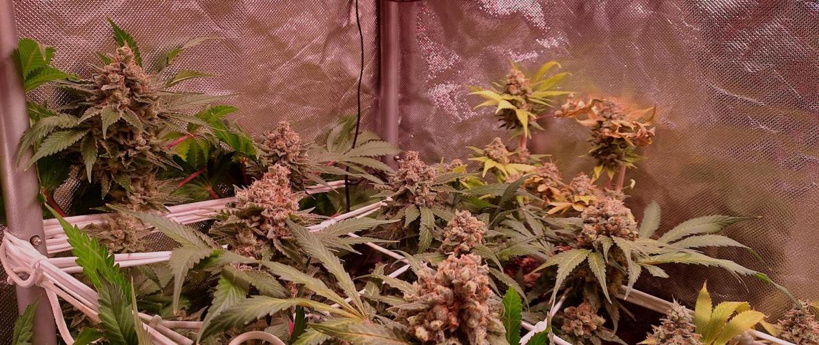 Sativa Lover - "The Classics". Week 17 - Diesel