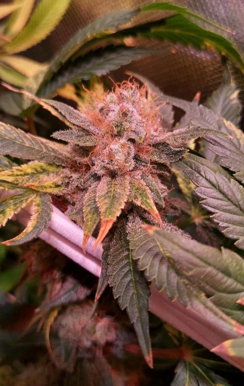 Sativa Lover - "The Classics". Week 17 - Acapulco Gold