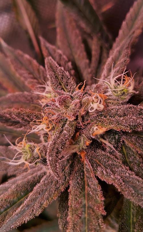 Sativa Lover - "The Classics". Week 17 - Blue Dream