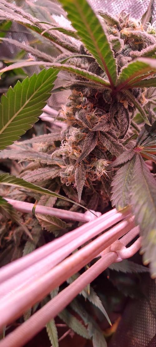 Sativa Lover - "The Classics". Week 17 - Blue Dream