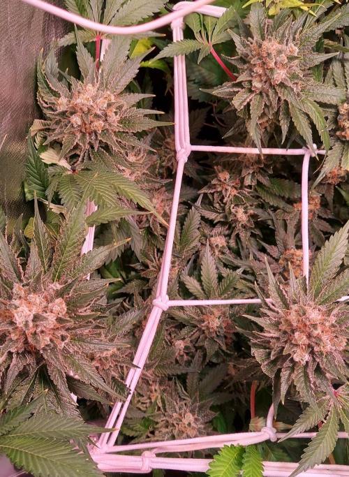 Sativa Lover - "The Classics". Week 17 - Diesel